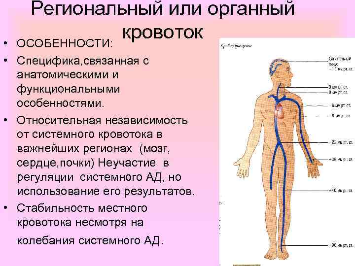 Региональный или органный кровоток ОСОБЕННОСТИ: • • Специфика, связанная с анатомическими и функциональными особенностями.