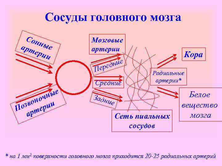 Сосуды головного мозга Сон арт ные ери и Мозговые артерии дние ере П Средние