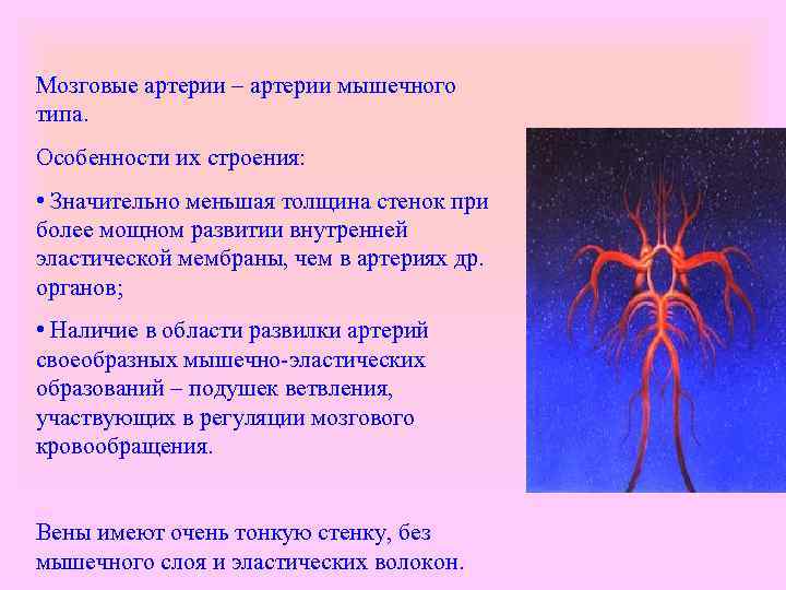 Мозговые артерии – артерии мышечного типа. Особенности их строения: • Значительно меньшая толщина стенок