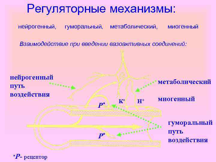 Регуляторные механизмы: нейрогенный, гуморальный, метаболический, миогенный Взаимодействие при введении вазоактивных соединений: нейрогенный путь воздействия