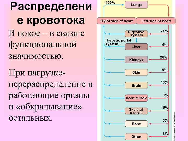 Распределени е кровотока В покое – в связи с функциональной значимостью. При нагрузкеперераспределение в