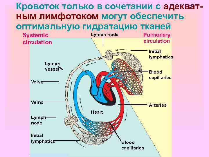 Общий план строения системы кровообращения физиология