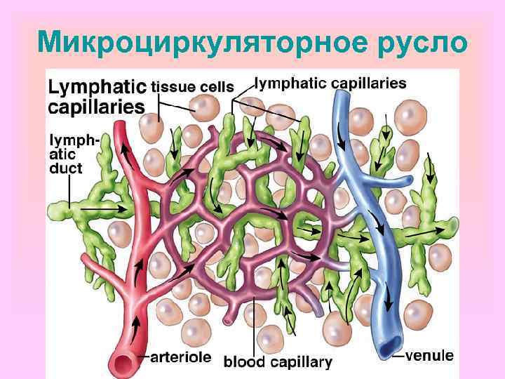 Микроциркуляторное русло 