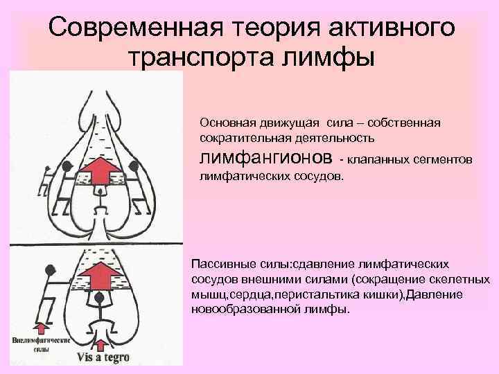 Современная теория активного транспорта лимфы Основная движущая сила – собственная сократительная деятельность лимфангионов -