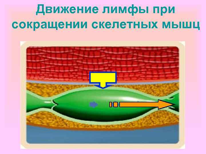 Движение лимфы при сокращении скелетных мышц 