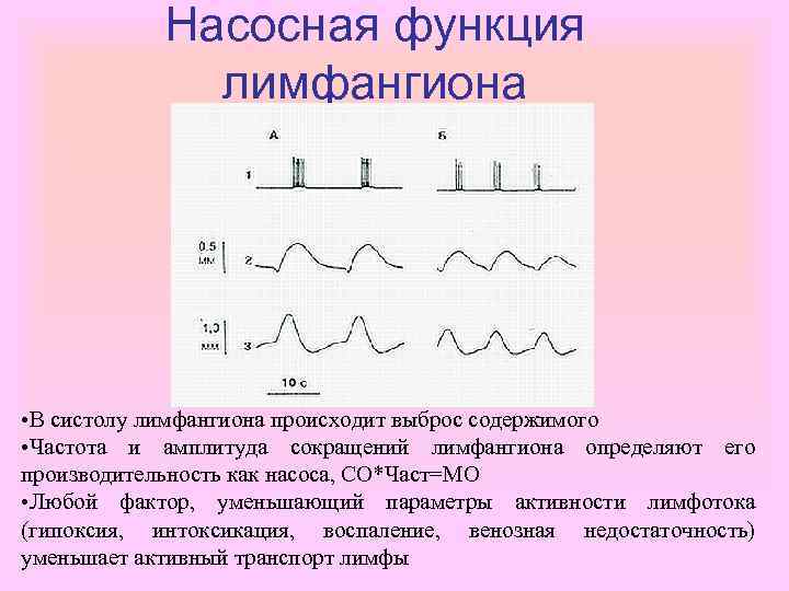 Насосная функция лимфангиона • В систолу лимфангиона происходит выброс содержимого • Частота и амплитуда