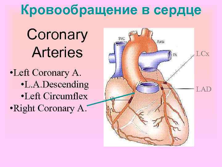 Кровообращение в сердце Coronary Arteries • Left Coronary A. • L. A. Descending •