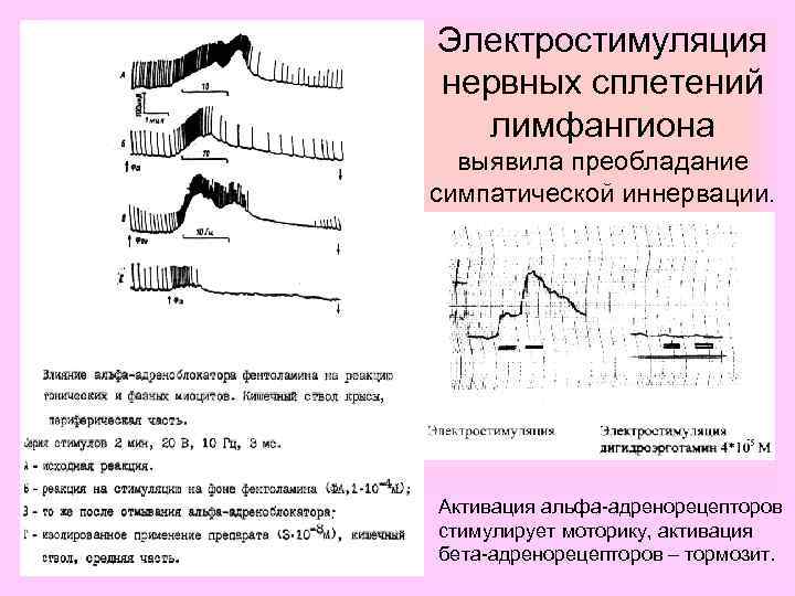 Электростимуляция нервных сплетений лимфангиона выявила преобладание симпатической иннервации. Активация альфа-адренорецепторов стимулирует моторику, активация бета-адренорецепторов