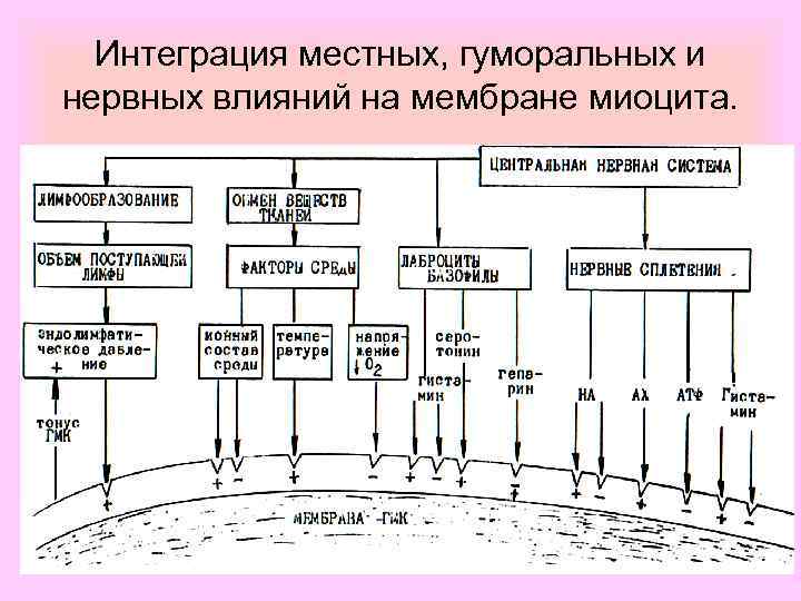 Интеграция местных, гуморальных и нервных влияний на мембране миоцита. 