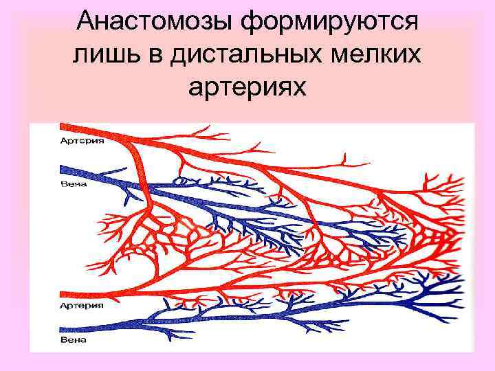 Анастомозы формируются лишь в дистальных мелких артериях 