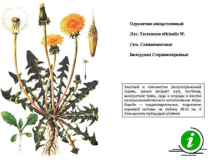 Одуванчик лекарственный Лат. Taraxacum offcinalis W. Сем. Сложноцветные Биогруппа Стержнекорневые Злостный и повсеместно распространенный