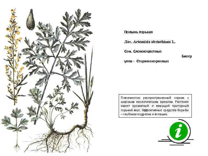 Полынь горькая Лат. Artemisia absinthium L. Сем. Сложноцветные уппа - Стержнекорневые Биогр Повсеместно распространенный