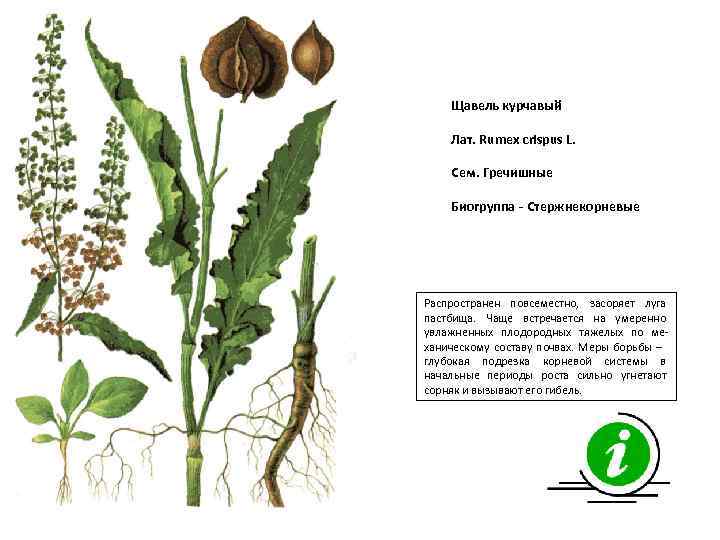 Щавель курчавый Лат. Rumex crispus L. Сем. Гречишные Биогруппа - Стержнекорневые Распространен повсеместно, засоряет