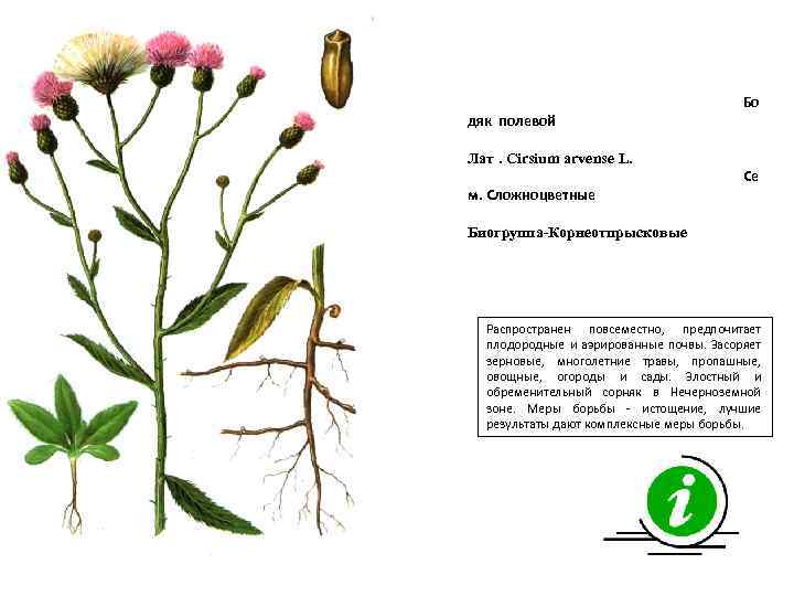 дяк полевой Бо Лат. Cirsium arvense L. м. Сложноцветные Се Биогруппа-Корнеотпрысковые Распространен повсеместно, предпочитает