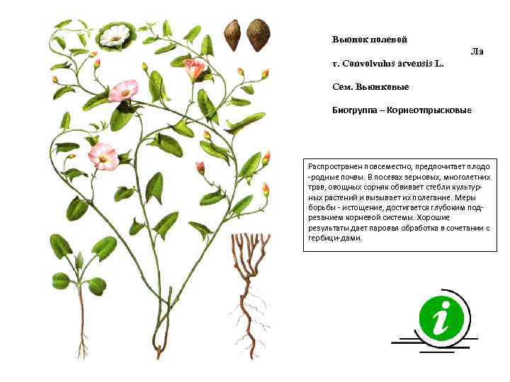 Вьюнок полевой Ла т. Convolvulus arvensis L. Сем. Вьюнковые Биогруппа – Корнеотпрысковые Распространен повсеместно,