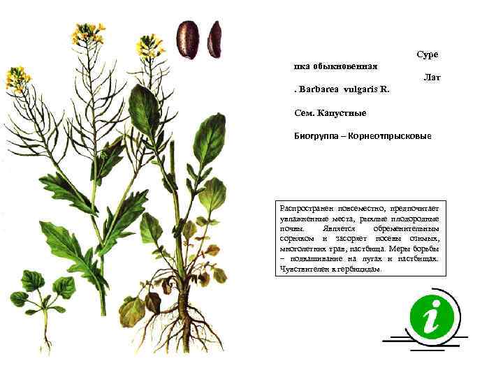 Суре пка обыкновенная Лат. Barbarea vulgaris R. Сем. Капустные Биогруппа – Корнеотпрысковые Распространен повсеместно,