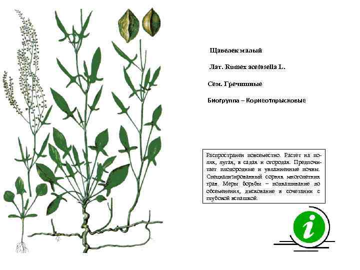 Щавелек малый Лат. Rumex acetosella L. Сем. Гречишные Биогруппа – Корнеотпрысковые Распространен повсеместно. Растет