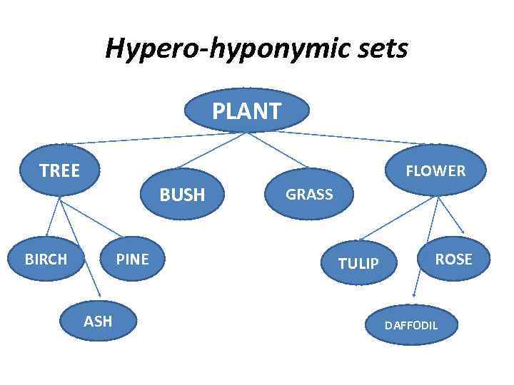 Hypero-hyponymic sets PLANT TREE FLOWER BUSH BIRCH PINE ASH GRASS TULIP ROSE DAFFODIL 