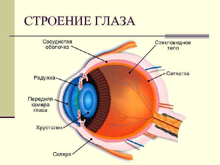 СТРОЕНИЕ ГЛАЗА 