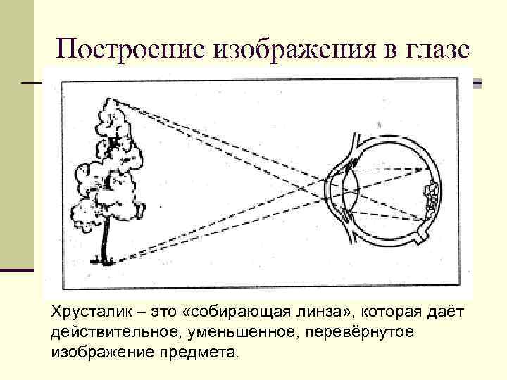 Построение изображения в глазе Хрусталик – это «собирающая линза» , которая даёт действительное, уменьшенное,