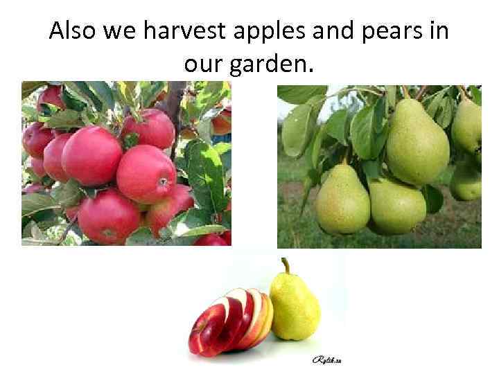 Also we harvest apples and pears in our garden. 