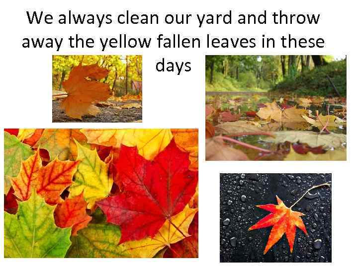We always clean our yard and throw away the yellow fallen leaves in these