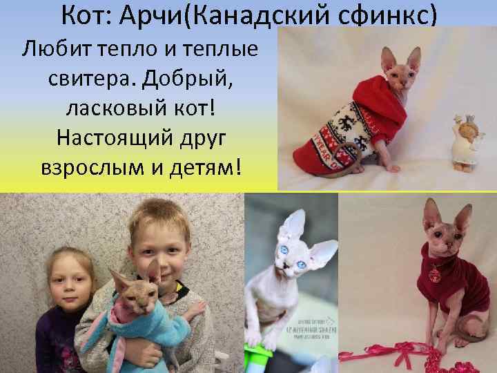Кот: Арчи(Канадский сфинкс) Любит тепло и теплые свитера. Добрый, ласковый кот! Настоящий друг взрослым