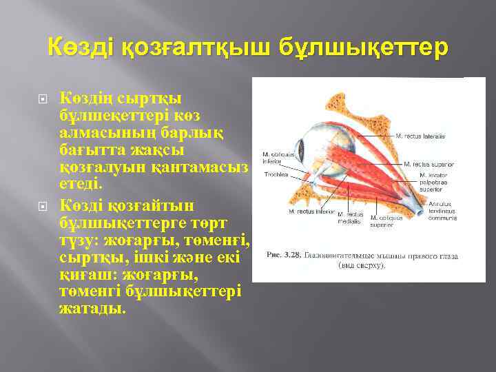 Көзді қозғалтқыш бұлшықеттер Көздің сыртқы бұлшеқеттері көз алмасының барлық бағытта жақсы қозғалуын қантамасыз етеді.