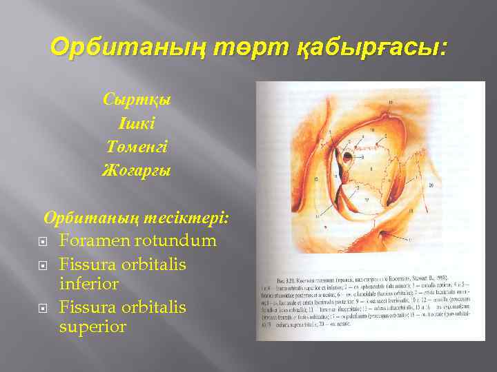 Орбитаның төрт қабырғасы: Сыртқы Ішкі Төменгі Жоғарғы Орбитаның тесіктері: Foramen rotundum Fissura orbitalis inferior