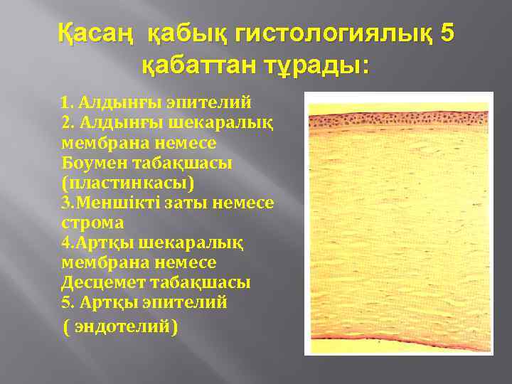 Қасаң қабық гистологиялық 5 қабаттан тұрады: 1. Алдынғы эпителий 2. Алдынғы шекаралық мембрана немесе