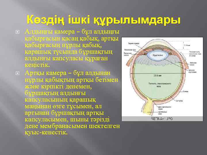 Көздің ішкі құрылымдары Алдыңғы камера – бұл алдыңғы қабырғасын қасаң қабық, артқы қабырғасың нұрлы
