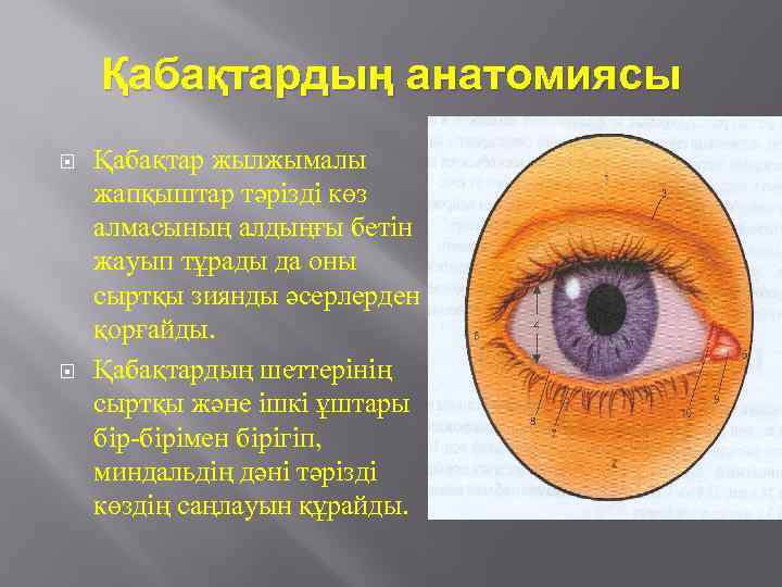 Қабақтардың анатомиясы Қабақтар жылжымалы жапқыштар тәрізді көз алмасының алдыңғы бетін жауып тұрады да оны