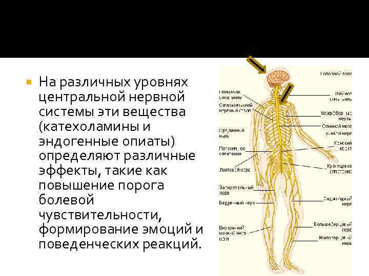  На различных уровнях центральной нервной системы эти вещества (катехоламины и эндогенные опиаты) определяют