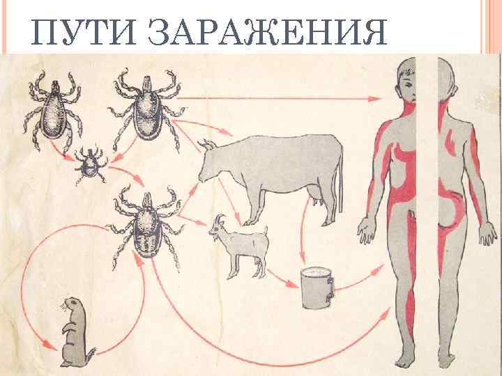 ПУТИ ЗАРАЖЕНИЯ 