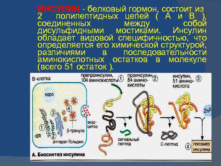 Белковый гормон человека