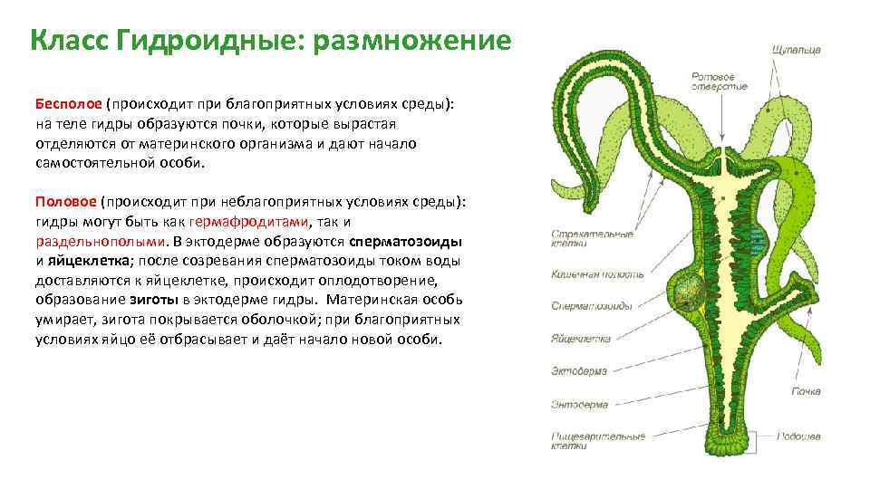 Бесполое размножение кишечнополостных происходит