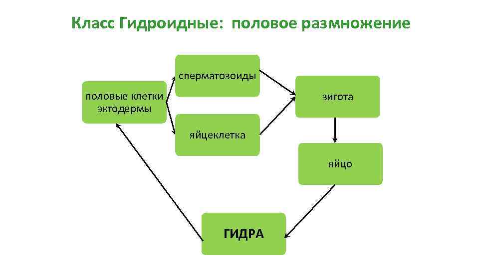 Класс Гидроидные: половое размножение сперматозоиды половые клетки эктодермы зигота яйцеклетка яйцо ГИДРА 
