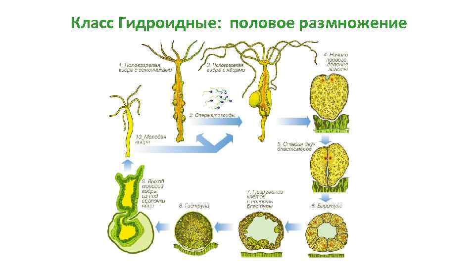 Каким способом размножаются кишечнополостные. Цикл размножения гидроидных. Жизненный цикл гидроидных кишечнополостных. Размножение кишечнополостных. Класс Гидроидные размножение.