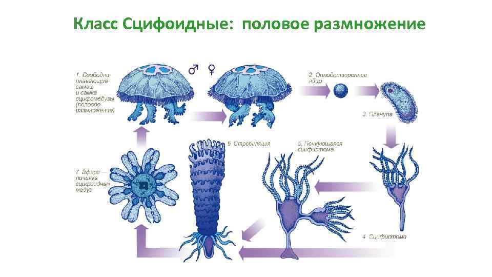 Класс Сцифоидные: половое размножение 