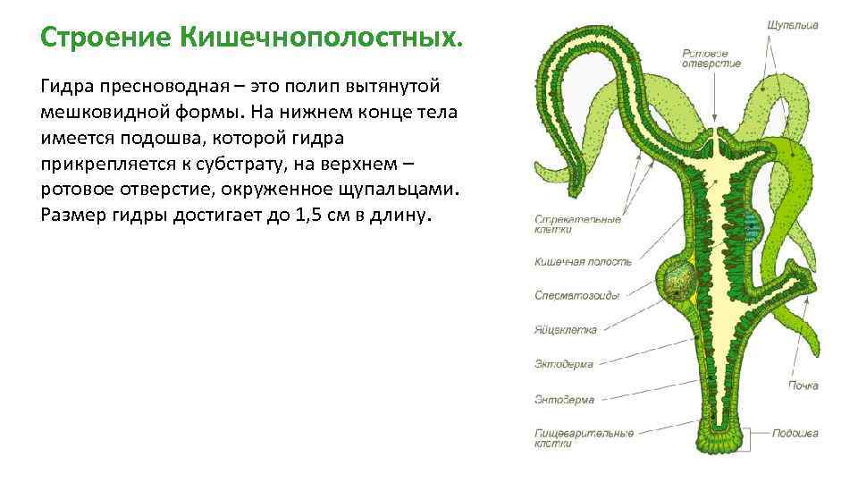 Презентация кишечнополостные егэ биология