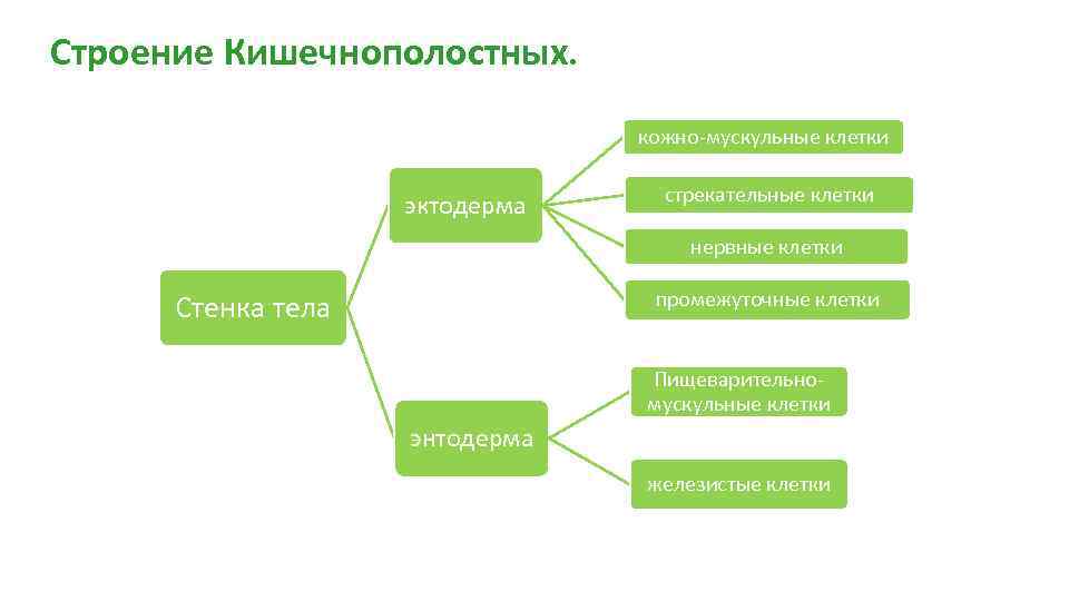 Строение Кишечнополостных. кожно-мускульные клетки эктодерма стрекательные клетки нервные клетки промежуточные клетки Стенка тела Пищеварительномускульные