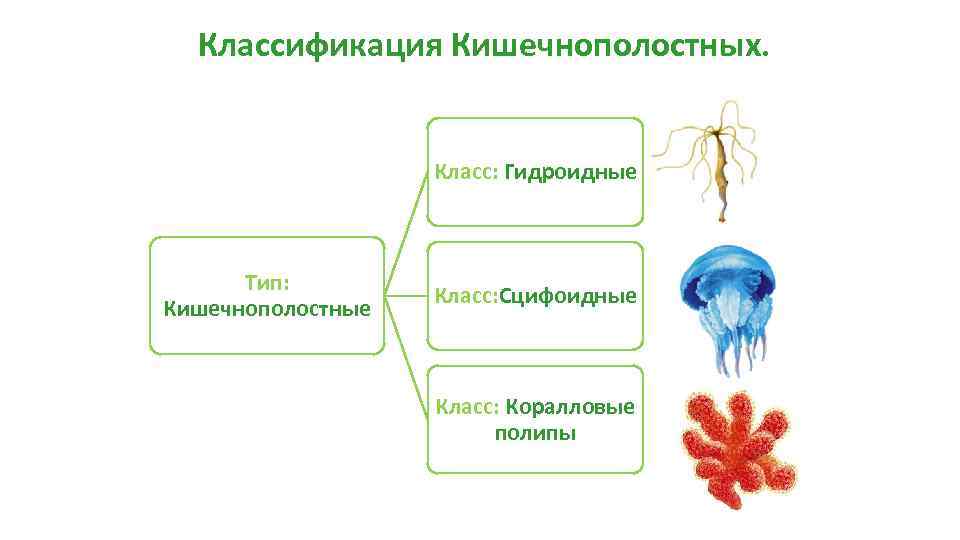 Тело кишечнополостных состоит из