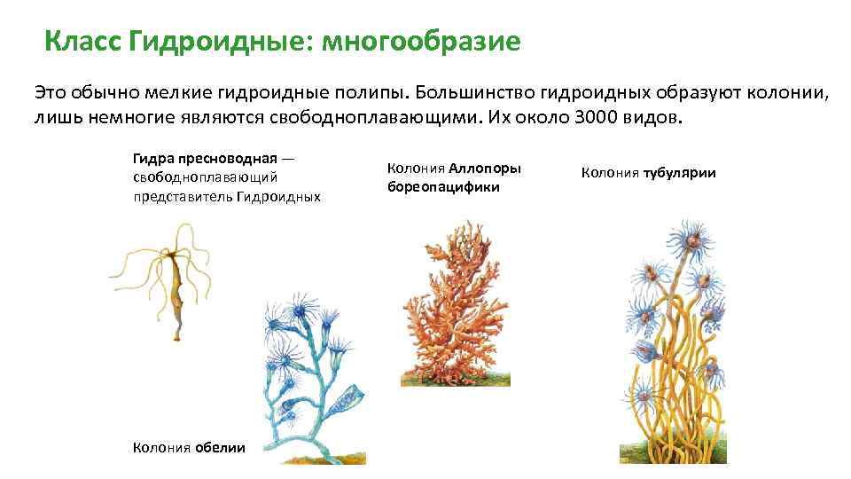 Используя рисунки в параграфе охарактеризуйте основные отличительные признаки гидроидных коралловых