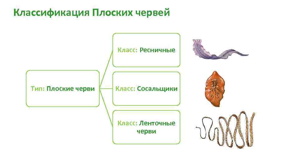 Тест по плоским червям. Классификация плоские черви биология 7. Тип плоские черви систематика. Тип плоские червисхемах. Плоские черви систематика 7 класс.