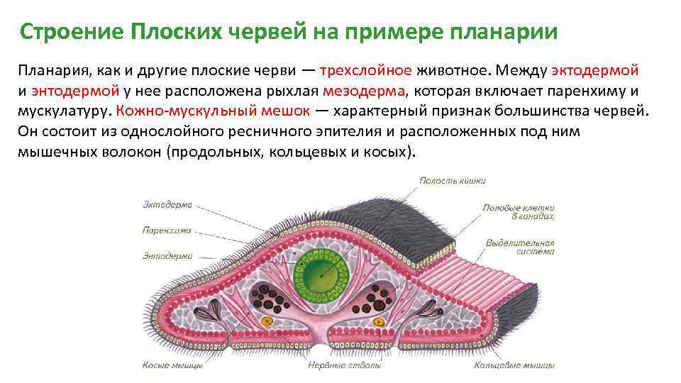 Строение Плоских червей на примере планарии Планария, как и другие плоские черви — трехслойное