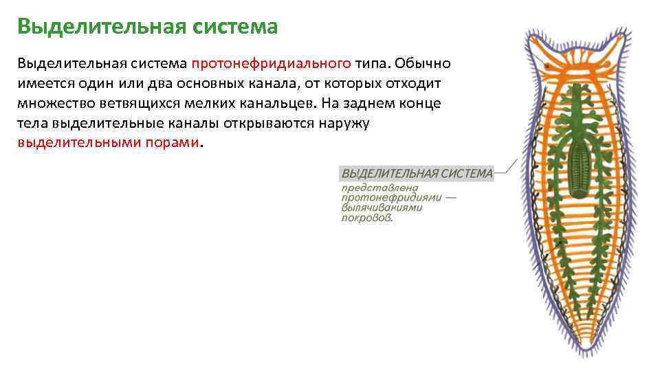 Выделительная система протонефридиального типа. Обычно имеется один или два основных канала, от которых отходит