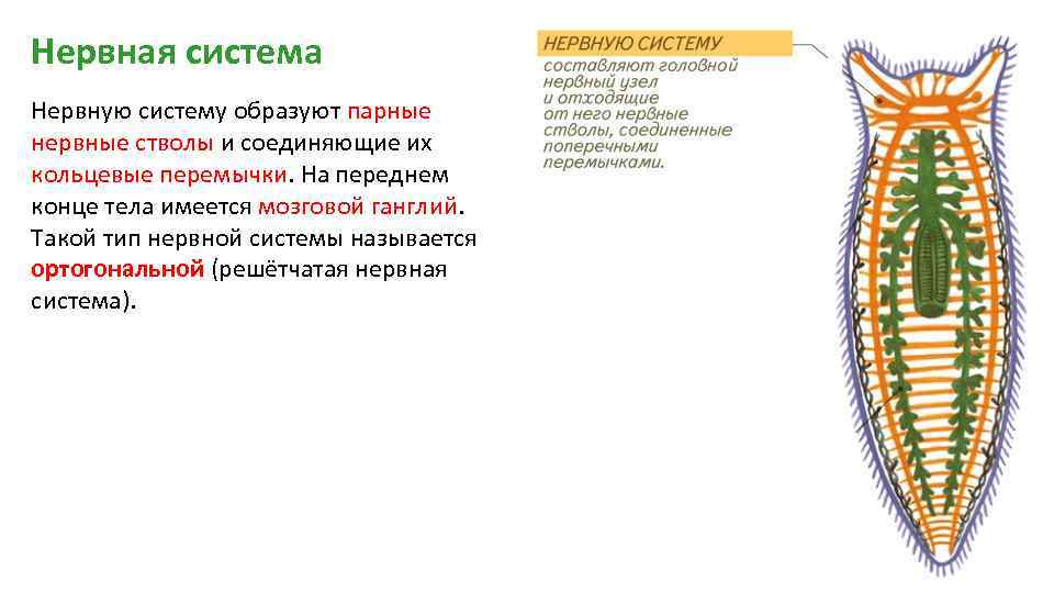 Нервная система Нервную систему образуют парные нервные стволы и соединяющие их кольцевые перемычки. На