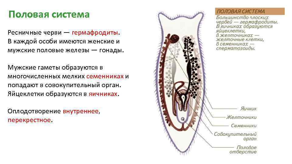 Половая система Ресничные черви — гермафродиты. В каждой особи имеются женские и мужские половые