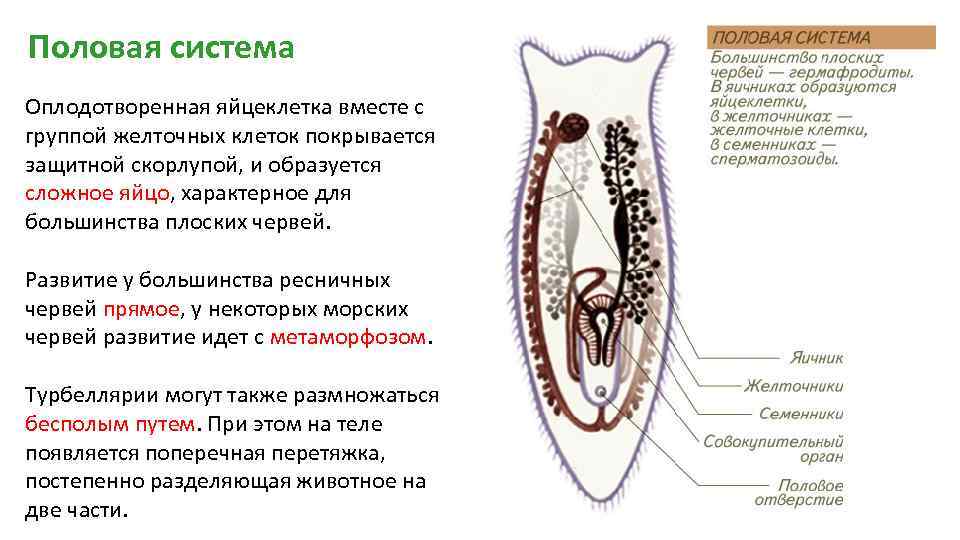 Половая система Оплодотворенная яйцеклетка вместе с группой желточных клеток покрывается защитной скорлупой, и образуется