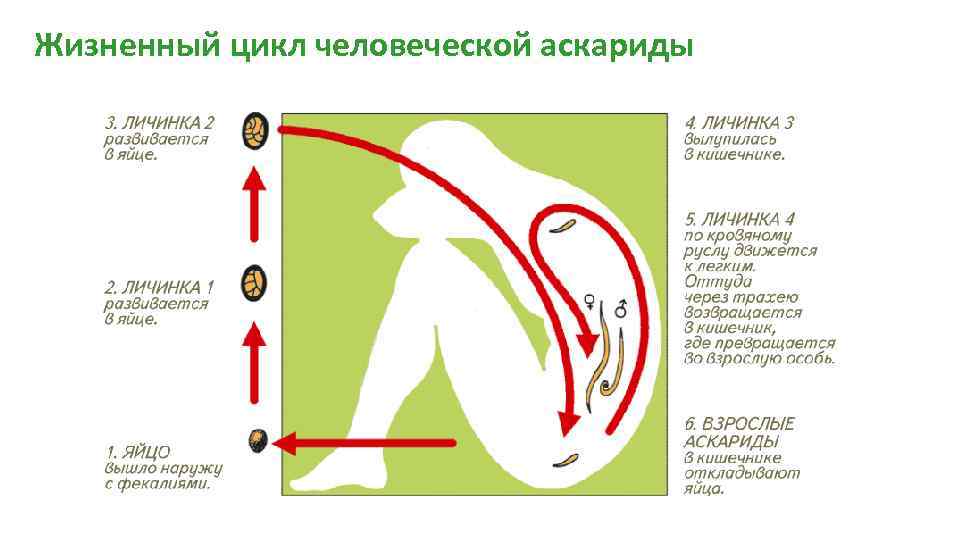 Жизненный цикл человеческой аскариды 